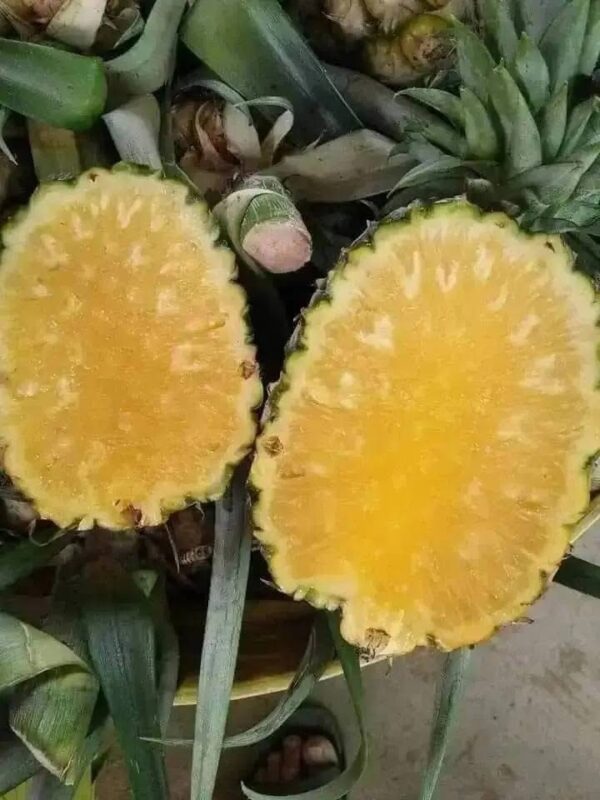 ပျားနာနတ်သီး